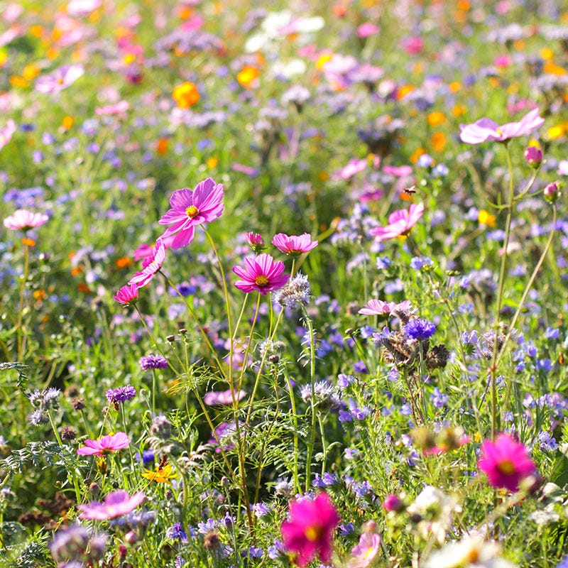  Dry Area Wildflower Seed Mix