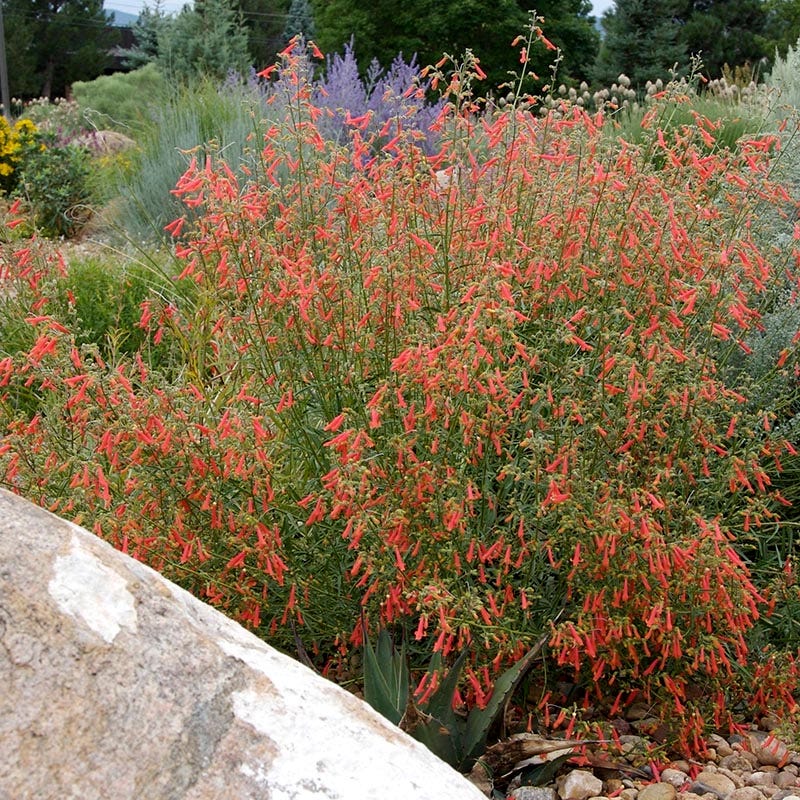  Bridges' Penstemon
