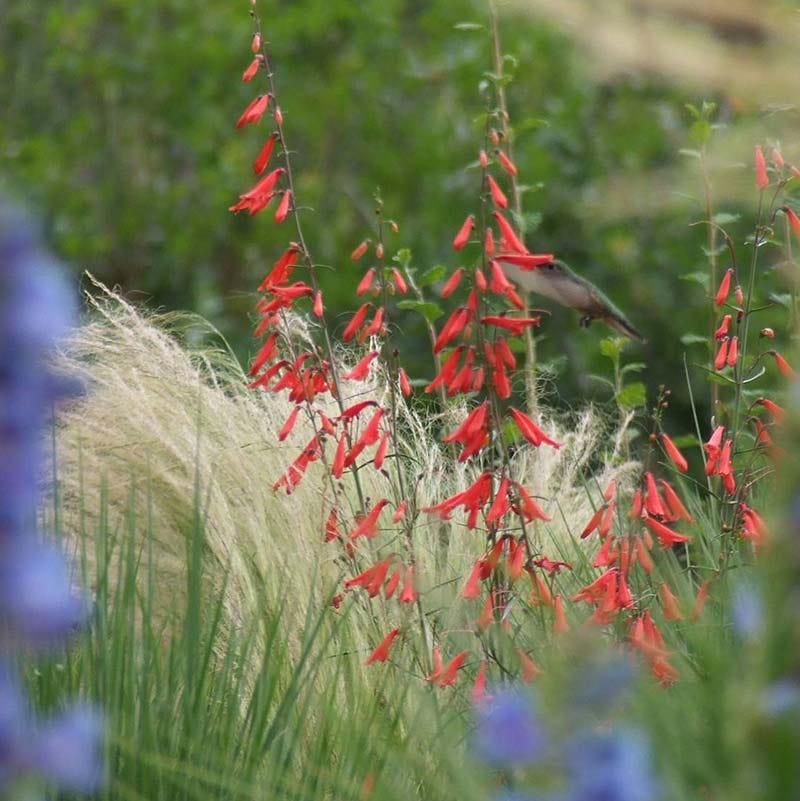  Bridges' Penstemon