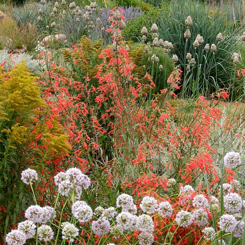  Bridges' Penstemon