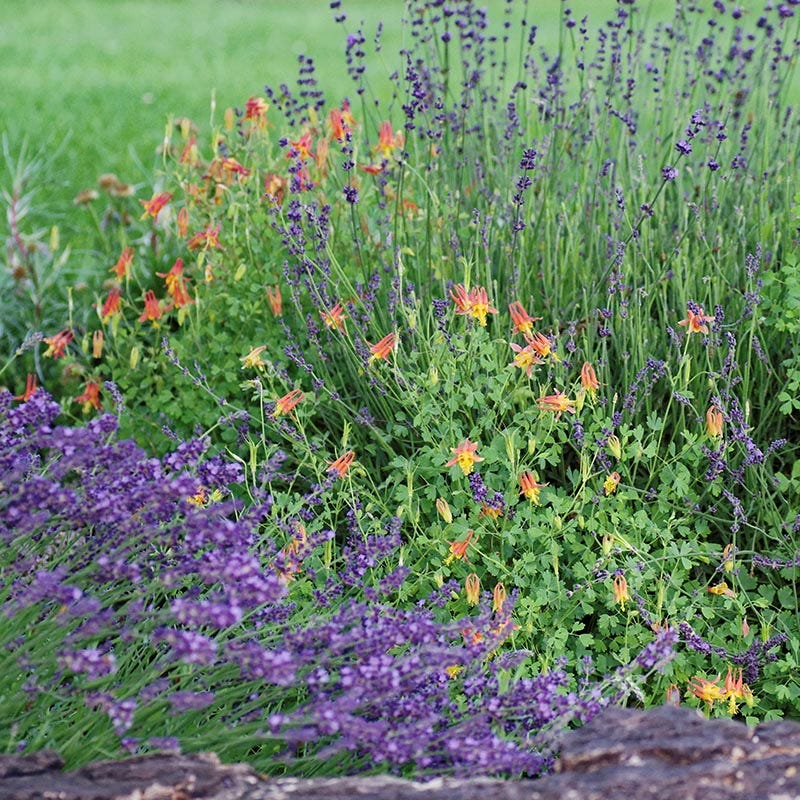  Arizona Columbine