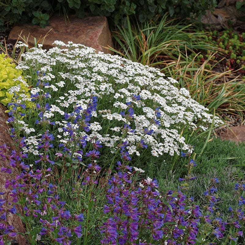  Jumbo Waterwise Extension Collection