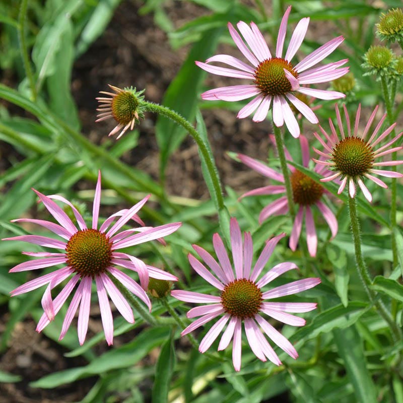  Tennessee Echinacea