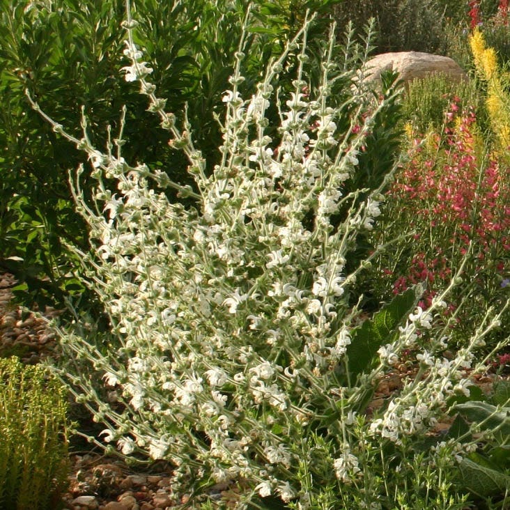  Silver Salvia