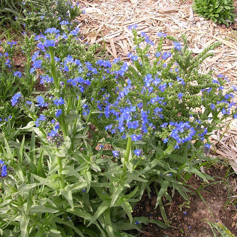  Cape Forget-Me-Not (Anchusa)
