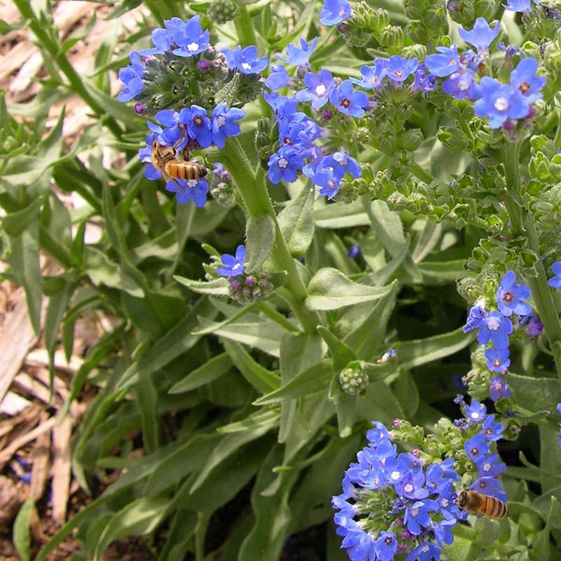  Cape Forget-Me-Not (Anchusa)