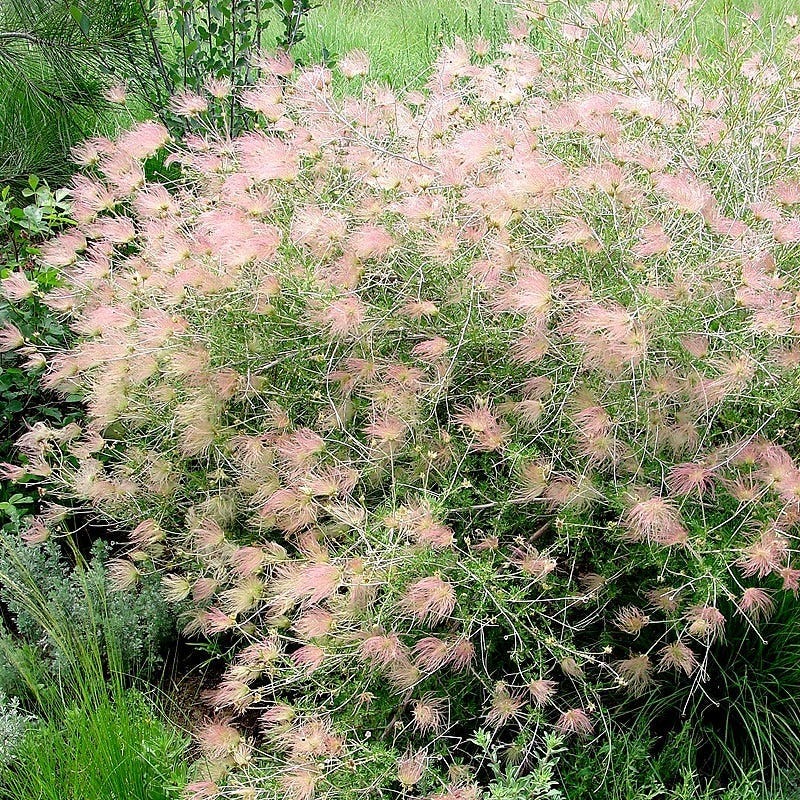  Apache Plume (Fallugia)