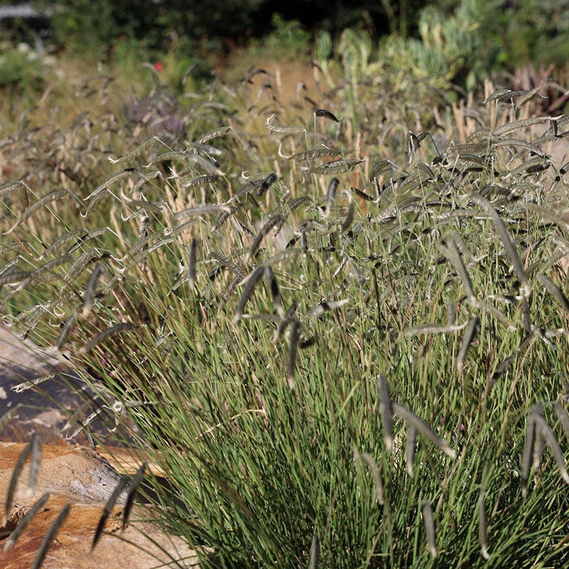  FREEDA® Caterpillar Grass