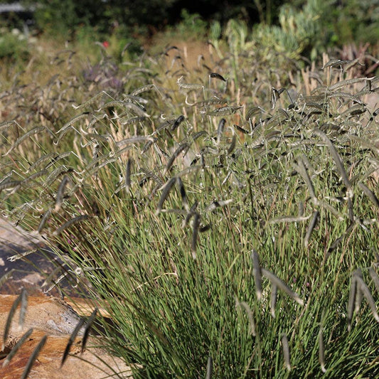  FREEDA® Caterpillar Grass