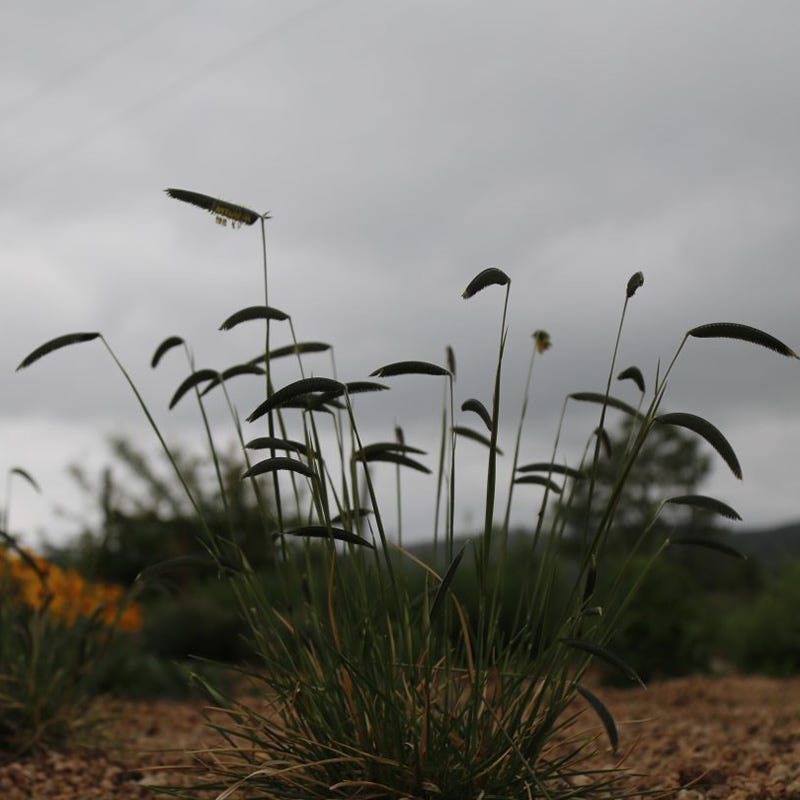  FREEDA® Caterpillar Grass