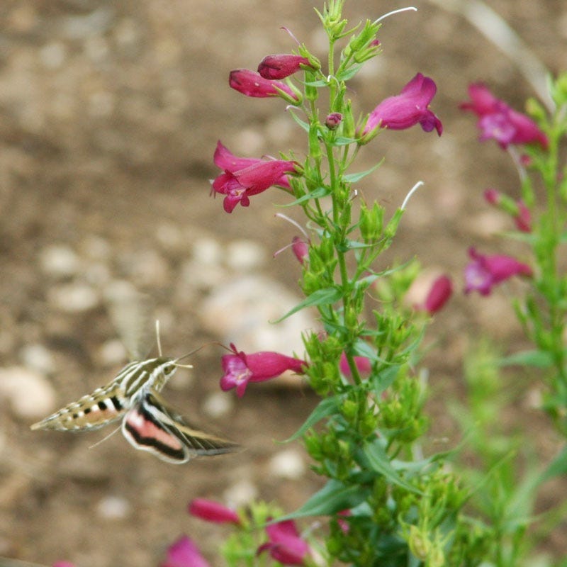  Red Rocks® Penstemon
