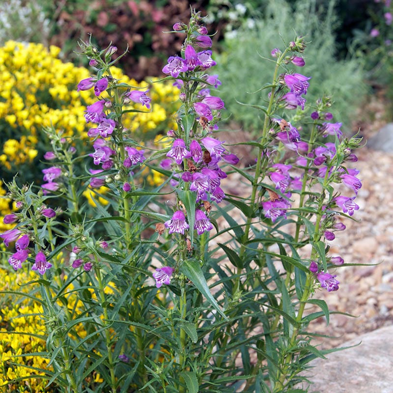  Shadow Mountain® Penstemon