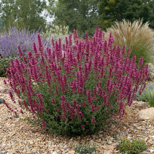  SONORAN SUNSET® Agastache