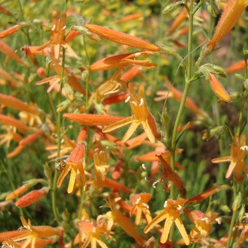  Colorado Perennial Collection