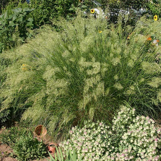  UNDAUNTED® Alpine Plume Grass