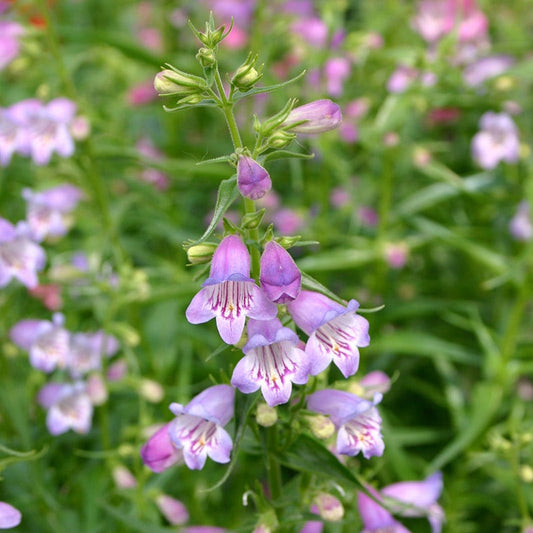  Shadow Mountain® Penstemon