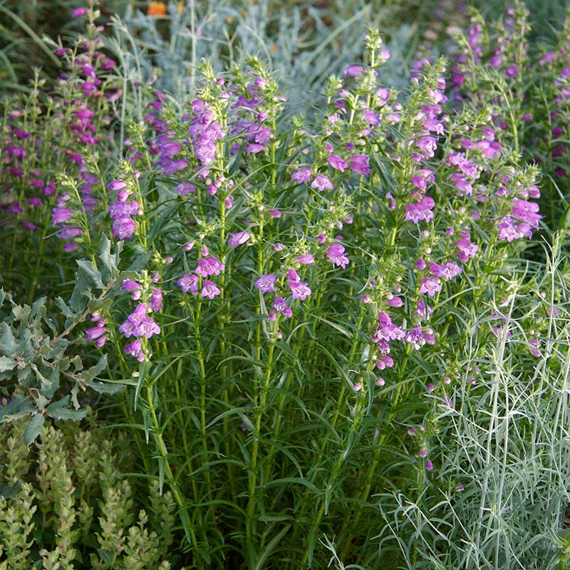  Shadow Mountain® Penstemon