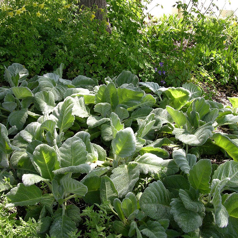  Silver Salvia