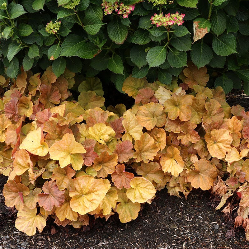  Northern Exposure™ Amber Coral Bells