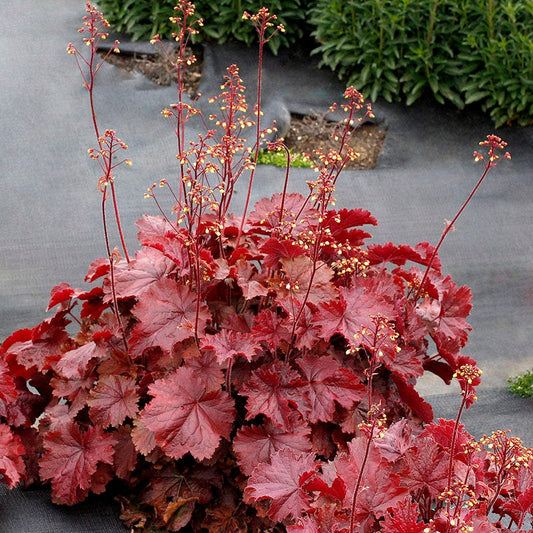  Northern Exposure™ Red Coral Bells