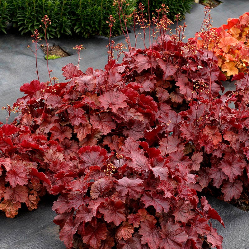  Northern Exposure™ Red Coral Bells