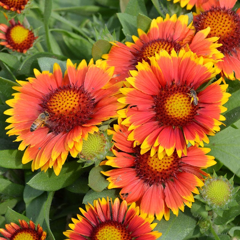 Arizona Sun Gaillardia