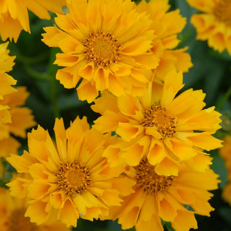  Jethro Tull Coreopsis