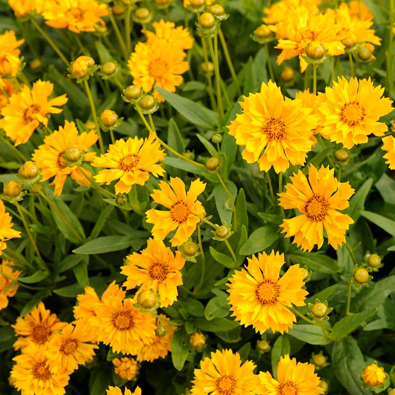  Jethro Tull Coreopsis
