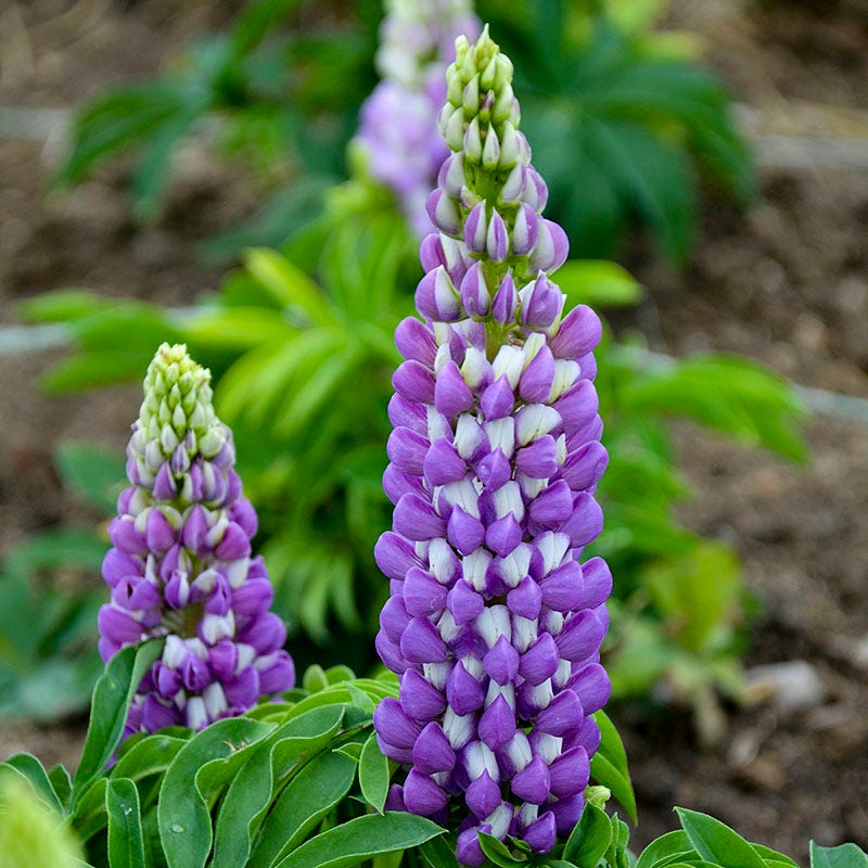  Mini Gallery™ Blue Bicolor Lupine