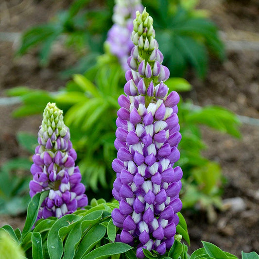  Mini Gallery™ Blue Bicolor Lupine