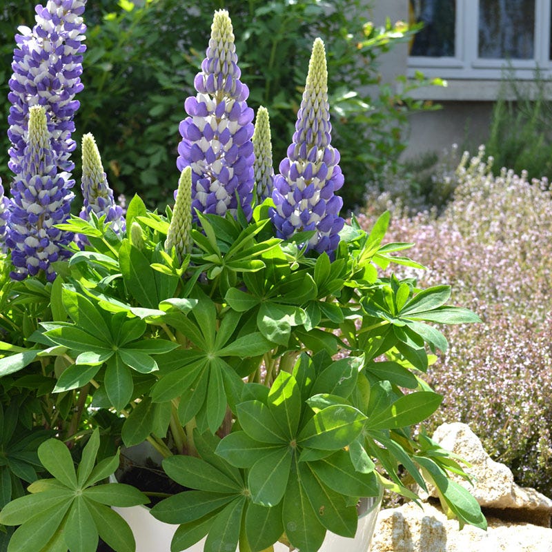  Mini Gallery™ Blue Bicolor Lupine