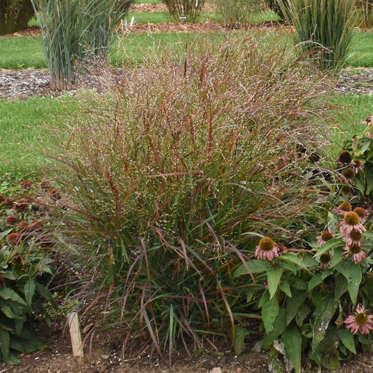  Red Flame Switchgrass