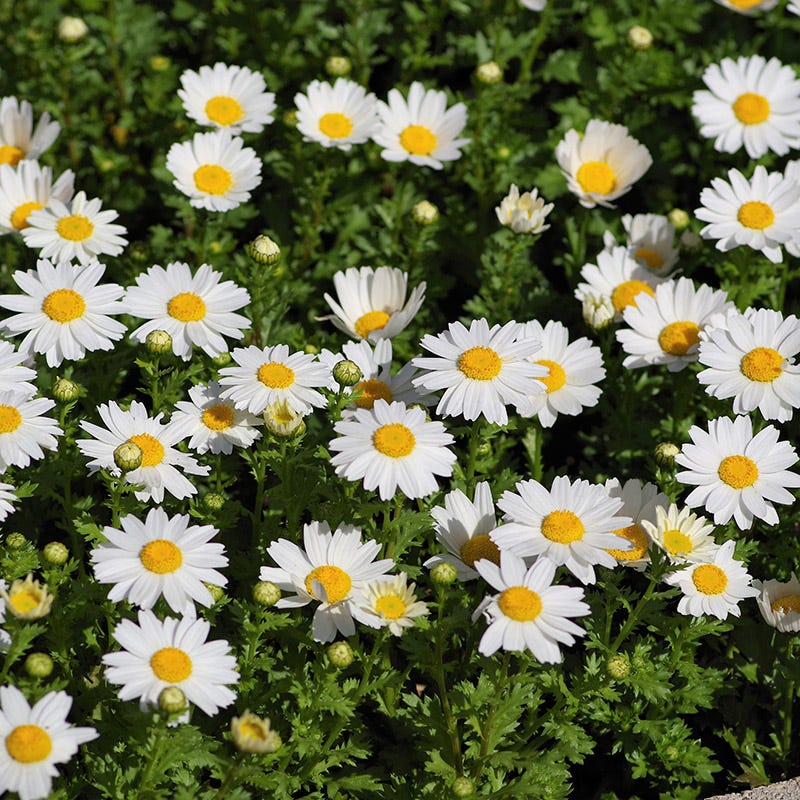  Alternative Lawn Wildflower Seed Mix