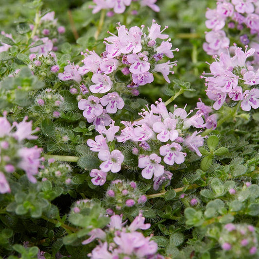  Elfin Creeping Thyme