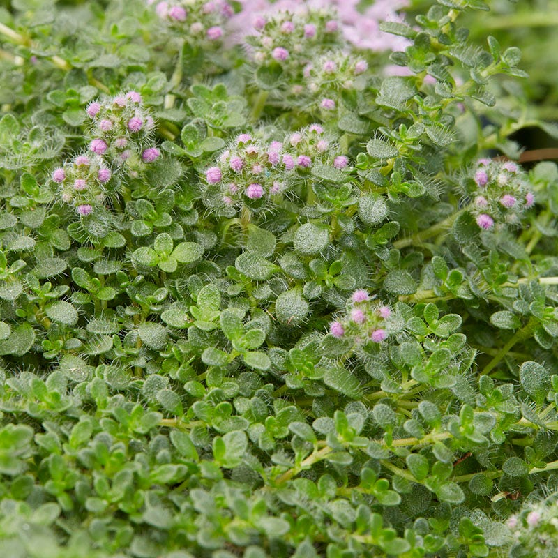  Elfin Creeping Thyme