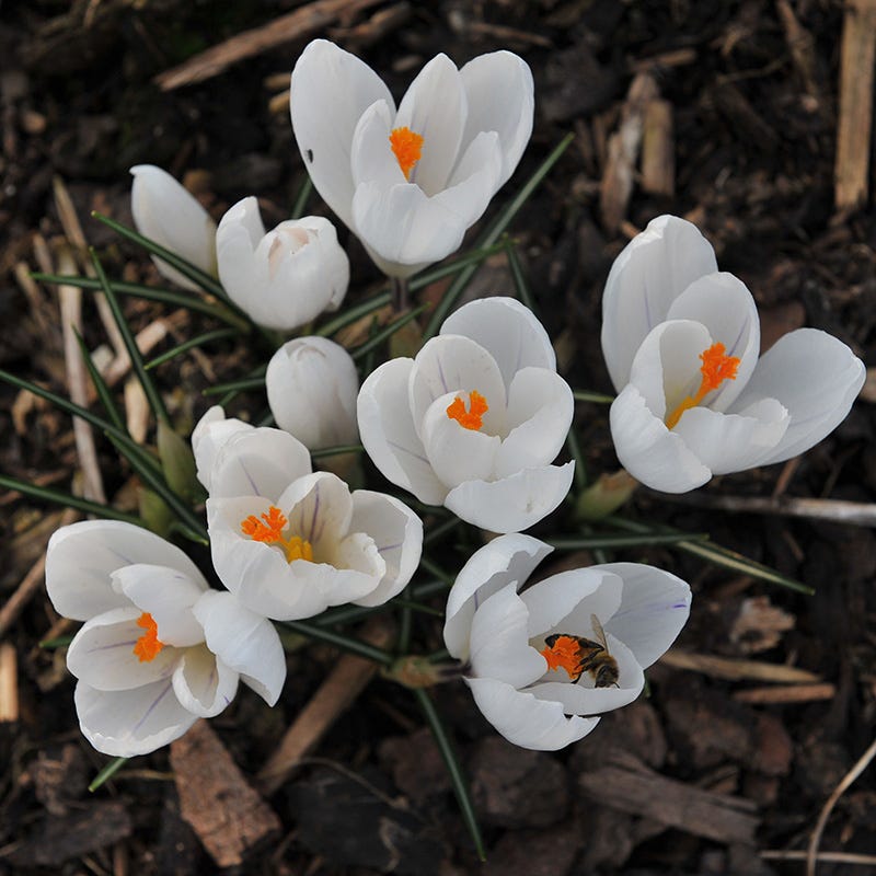  Soft Colors Garden Bulb Collection
