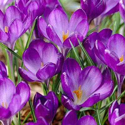  Tommasini's Ruby Giant Crocus