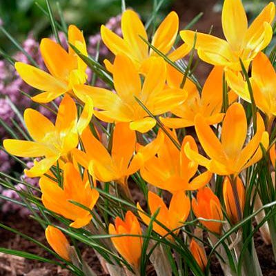  Yellow Mammoth Dutch Crocus