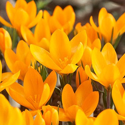 Yellow Mammoth Dutch Crocus