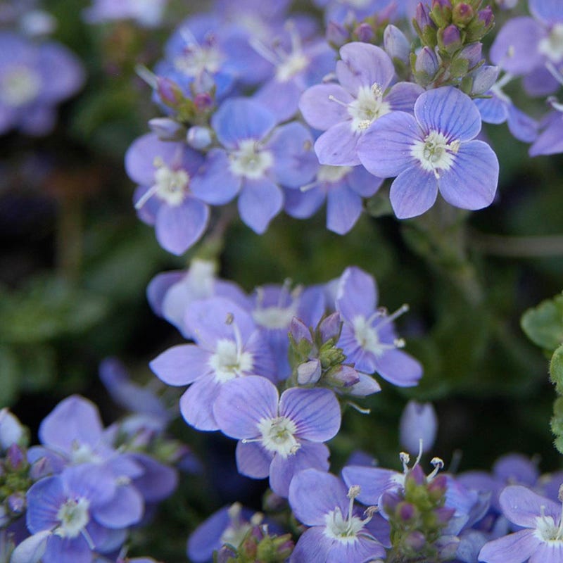  Crystal River® Veronica