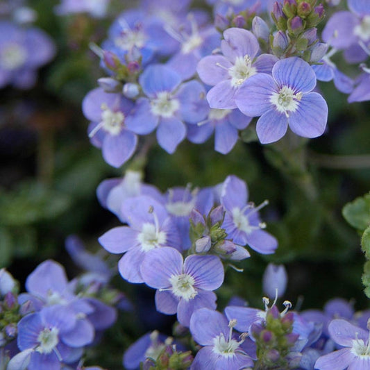  Crystal River® Veronica