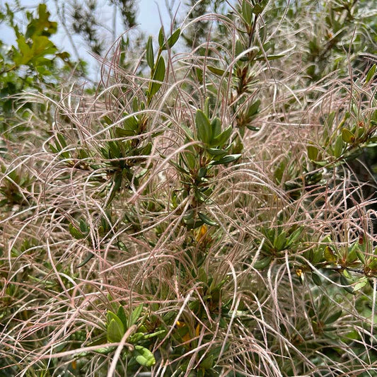 Curl Leaf Mountain Mahogany (Cercocarpus)