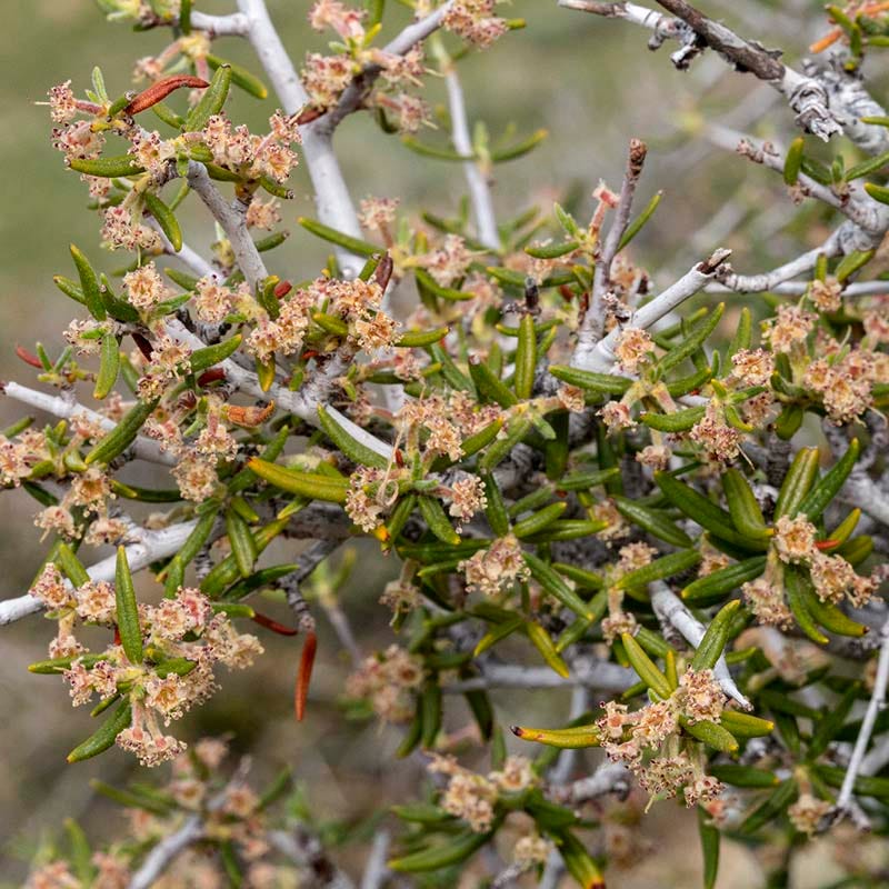  Curl Leaf Mountain Mahogany (Cercocarpus)