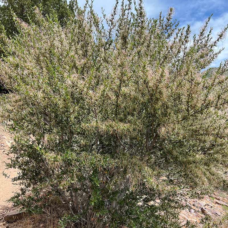  Curl Leaf Mountain Mahogany (Cercocarpus)
