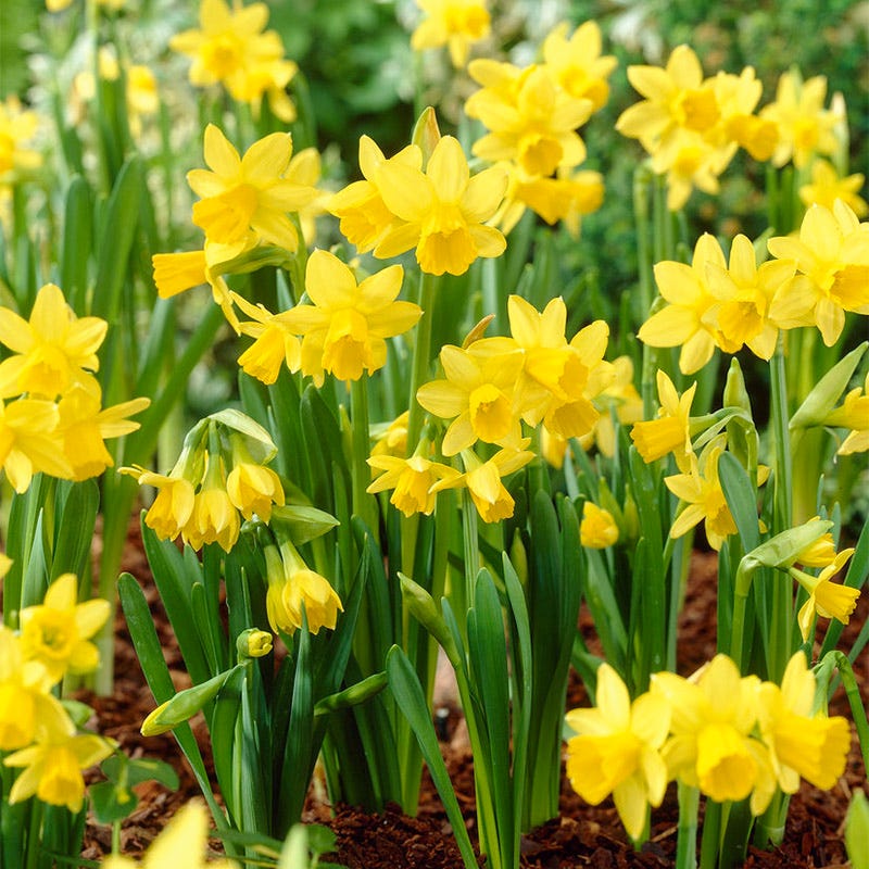  Jumbo Waterwise Garden Bulb Collection