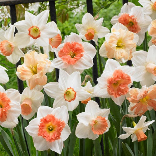  60 Days Of Daffodils Mix