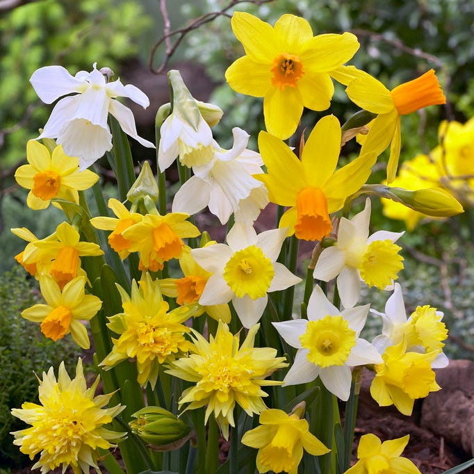  Rock Garden Daffodil Mix