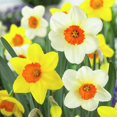  Large Cupped Daffodil Mix