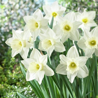  Mount Hood Trumpet Daffodil