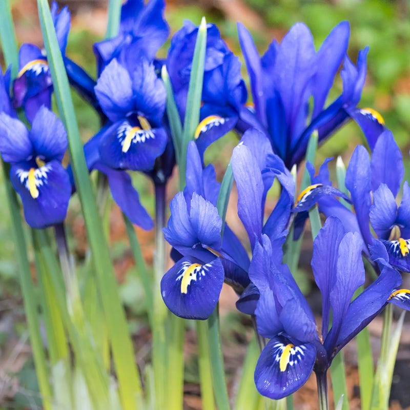  Rock Garden Bulb Collection